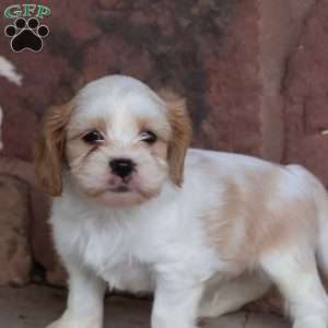 Sailor, Cava-Tzu Puppy